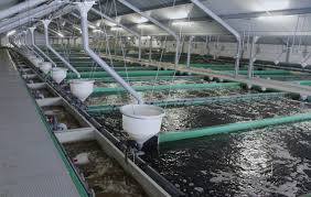 Image of pisciculture harvest tanks in fish farming