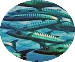 Fish-Circle