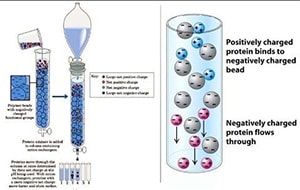 Illustration of negative and positive charged proteins in Ion Exchange-min