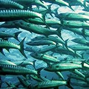 Image of salmon swimming in a hatchery tank