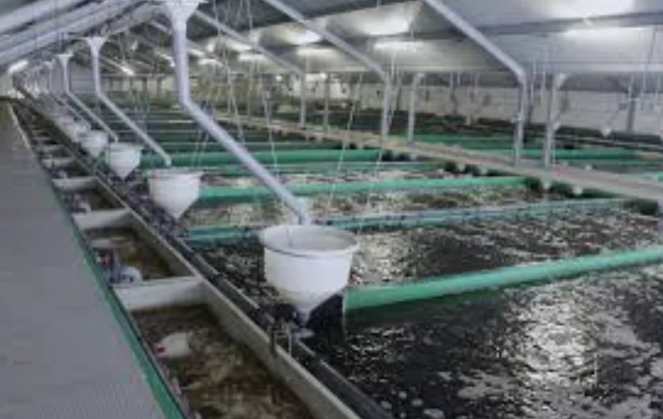 Pisciculture Services