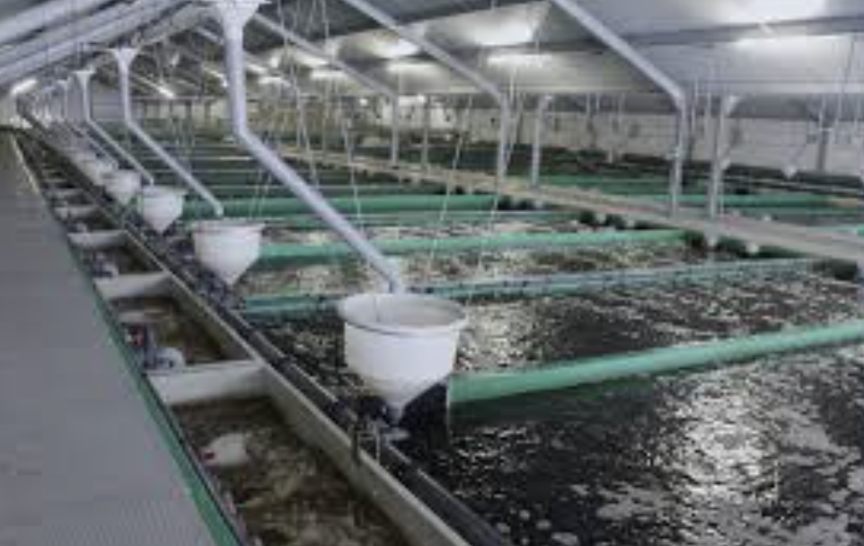 Pisciculture Services Pisciculture Services