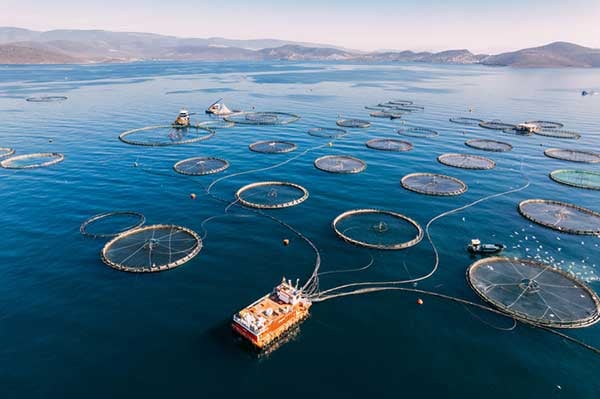 Pisciculture service