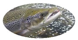 Aqua farming salmon