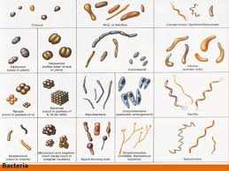 Water treatment bacteria