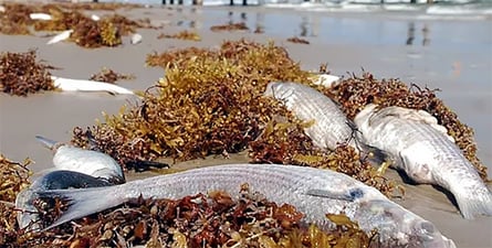 the harmful effects of red tide algae bloom