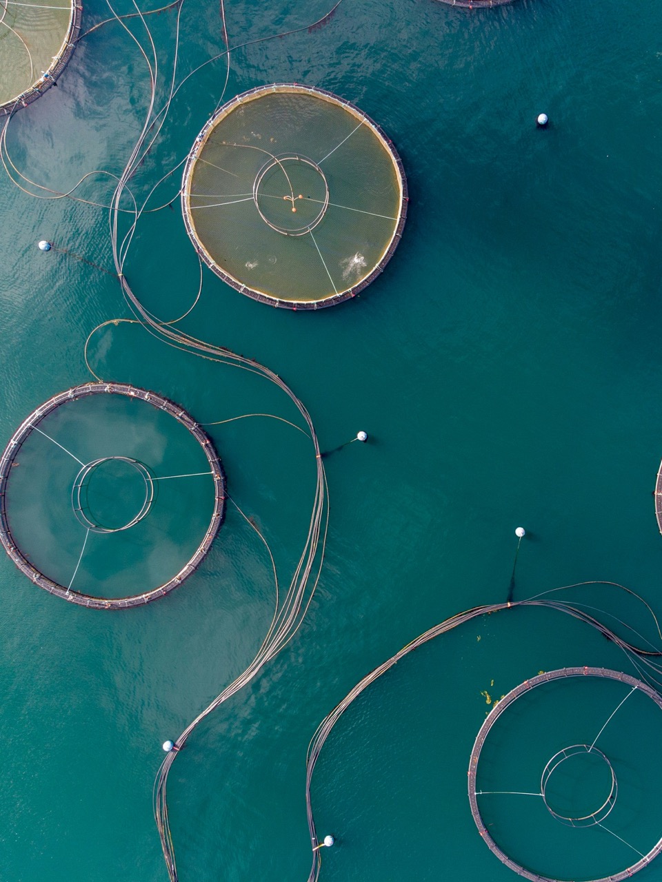 Pisciculture Services Ocean Image Pisciculture Services Ocean Image
