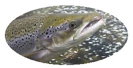 a farm raised salmon swimming in a large hatchery tank